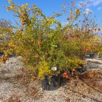 Granátovník púnsky (Punica granatum) ´ACCO´ - výška 250-300 cm, kont. C150L/C180L, BOHATO RODIACI EXEMPLÁR (-14°C) 